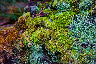 Mousses et lichens sur un Branksia