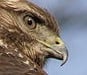 Un rapace : la buse variable. Son bec crochu lui sert à attraper et manger de petits mammifères et des oiseaux.