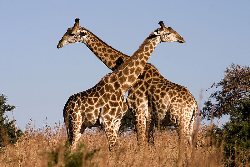 Fichier:Giraffe Ithala KZN South Africa Luca Galuzzi 2004.JPG