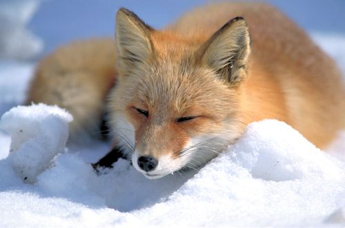 Fichier:Vulpes vulpes laying in snow.jpg