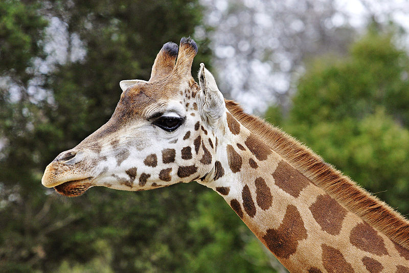 Fichier:Giraffe08 - melbourne zoo.jpg