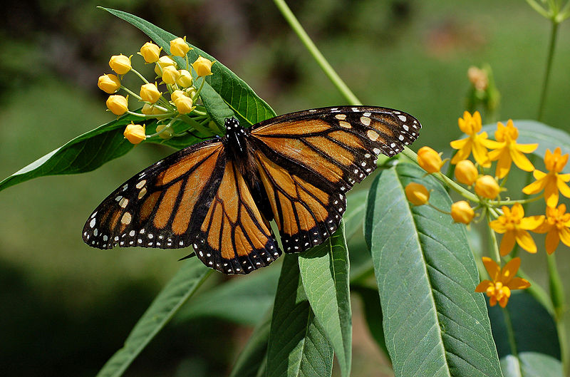 Fichier:Monarch Butterfly Danaus plexippus on Milkweed Hybrid 2800px.jpg