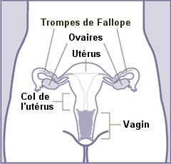 Fichier:Female anatomy frontal.jpg