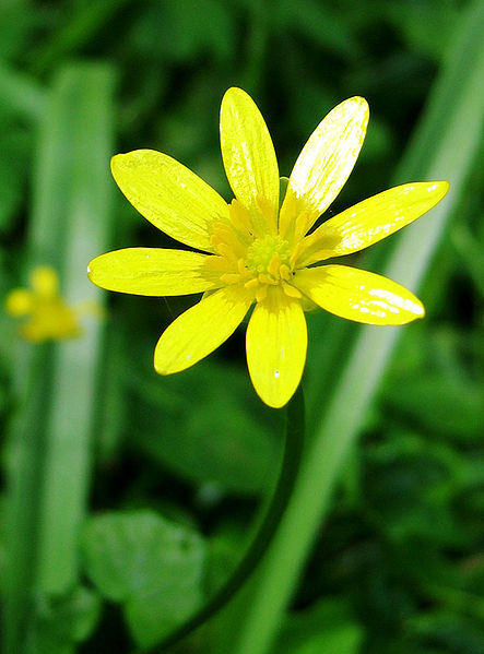 Fichier:Ranunculus ficaria Flower closeup.jpg
