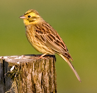 Fichier:Yellowhammerzoom.png