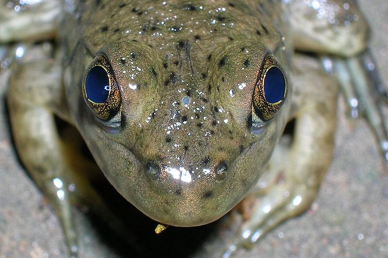 Fichier:Frog parietal eye.JPG