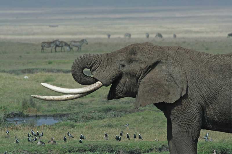 Fichier:Élephant de Tanzanie.jpg