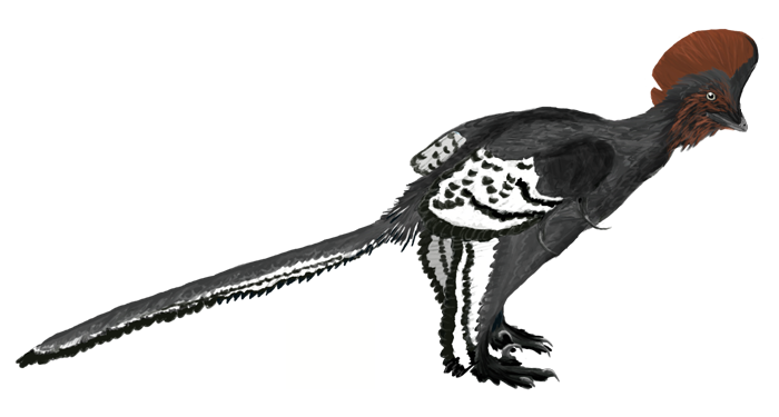 Fichier:Anchiornis.png