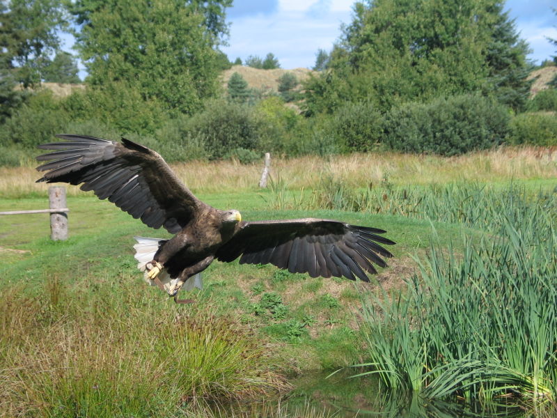 Fichier:Eagle In Flight 2004-09-01.jpeg