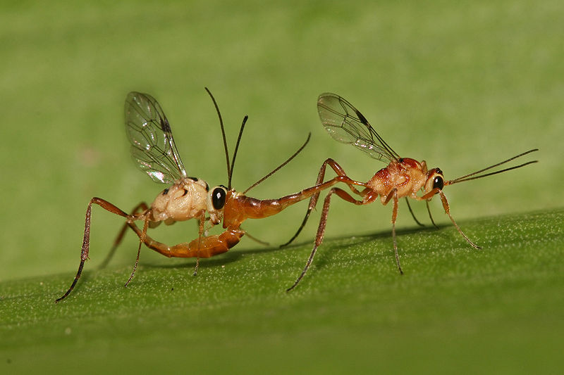 Fichier:Ichneumonidae mating.jpg