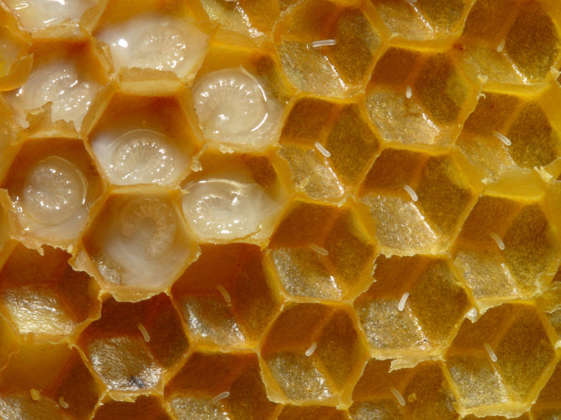 Fichier:Bienenwabe mit Eiern und Brut 5.jpg
