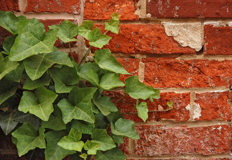 Fichier:English Ivy Hedera helix Red Brick Wall 2892px.jpg