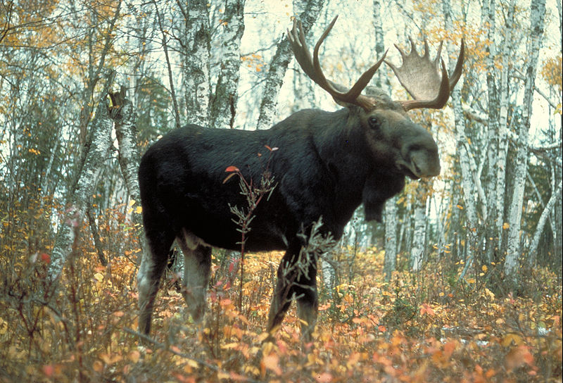 Fichier:Élan-Moose-Minnesota.jpg