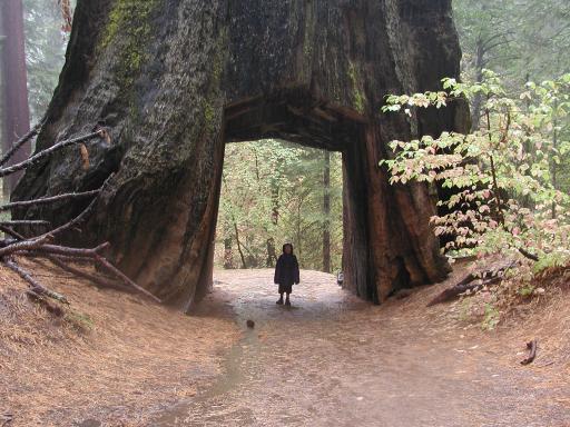 Fichier:General sherman sequoia.jpg