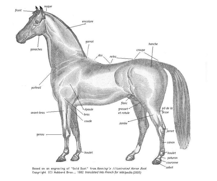 Fichier:Schéma cheval fr.jpg