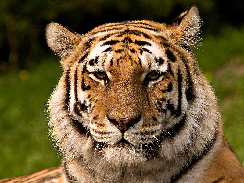 Fichier:Siberischer tiger de edit02.jpg