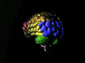 Fichier:Brain animated color nevit.gif