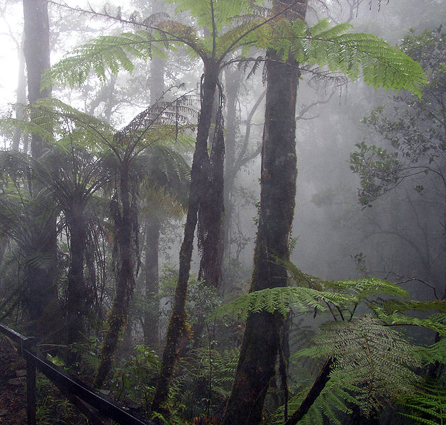 Fichier:Cloud forest Bornéo.jpg