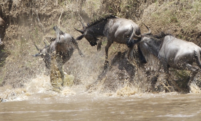 Fichier:Masai Mara.jpg
