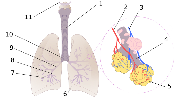 Fichier:Diagrama de los pulmones.svg.png