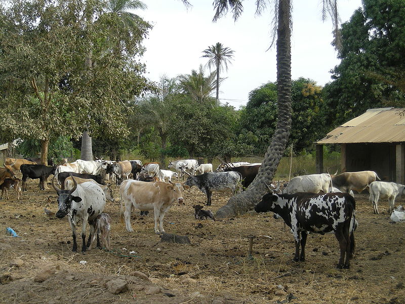 Fichier:Élevage de bovins-Oussouye-Sénégal.JPG