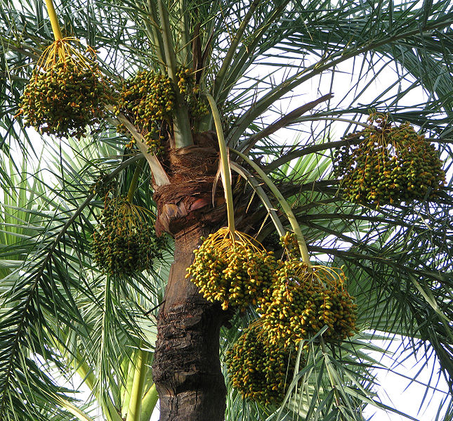 Fichier:Fruit of the date palm tree by Balaram Mahalder.jpg
