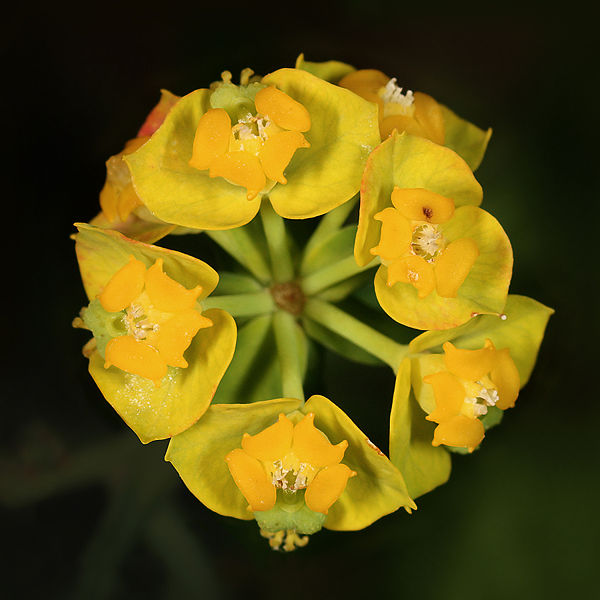 Fichier:Euphorbia cyparissias quadrat.jpg