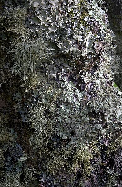 Fichier:Lichen-covered tree, Tresco.jpg
