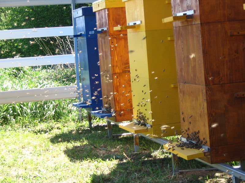 Fichier:Bienenstöcke.jpg