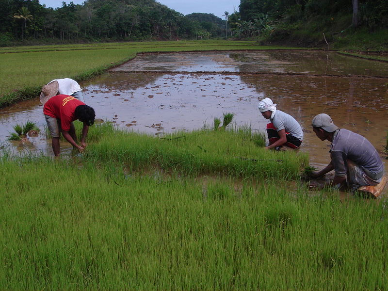 Fichier:Dépiquage des jeunes plants de riz.JPG