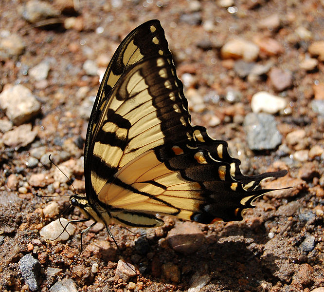Fichier:Eastern Tiger Swallowtail Papilio glaucus 2000px.jpg