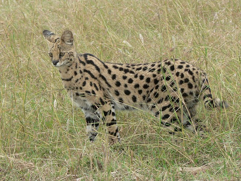 Fichier:Serval en Tanzanie.jpg