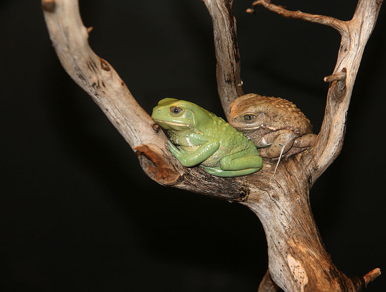 Fichier:Waxy Monkey Tree Frogs Phyllomedusa sauvagii 1.jpg