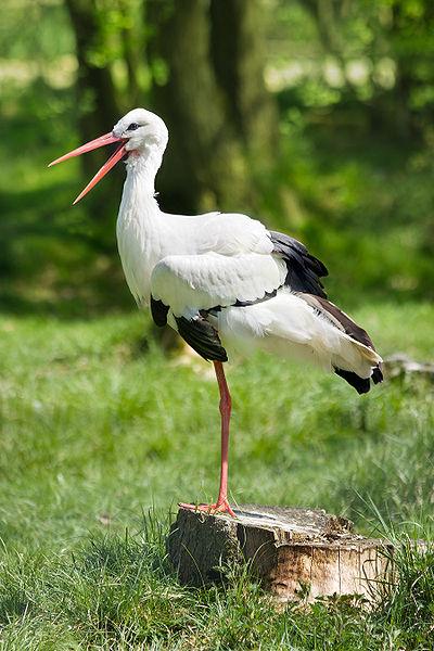 Fichier:White Stork Weißstorch Ciconia ciconia.jpg
