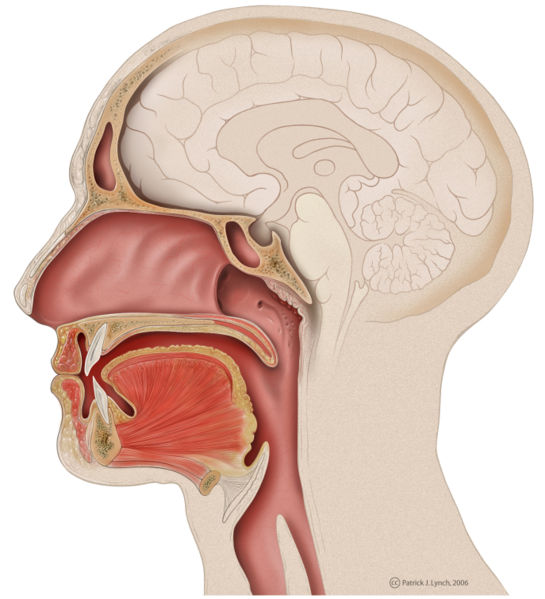 Fichier:Head lateral mouth anatomy.jpg