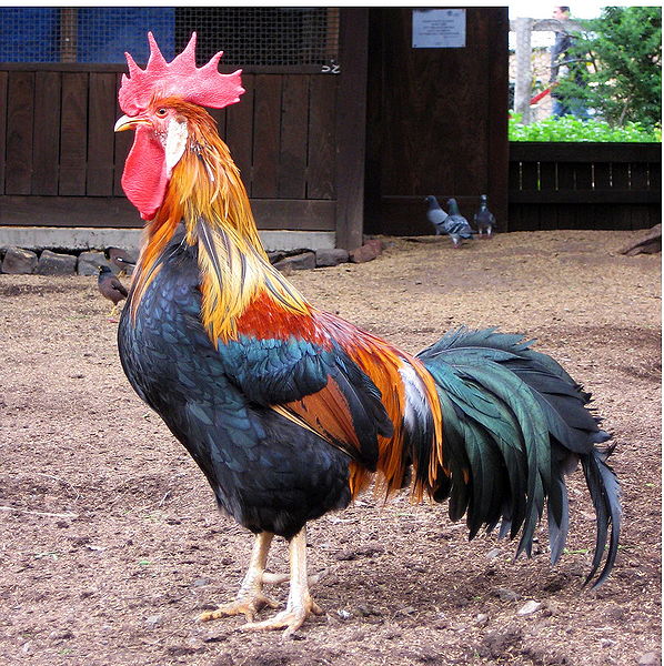 Fichier:Brown Leghorn rooster in Australia.jpg
