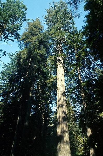 Fichier:Coastal redwood.jpg