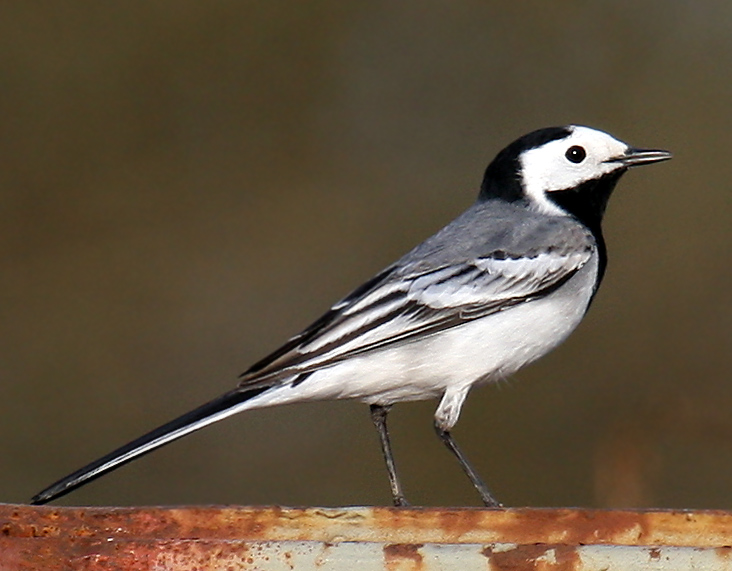 Fichier:White-Wagtail.jpg