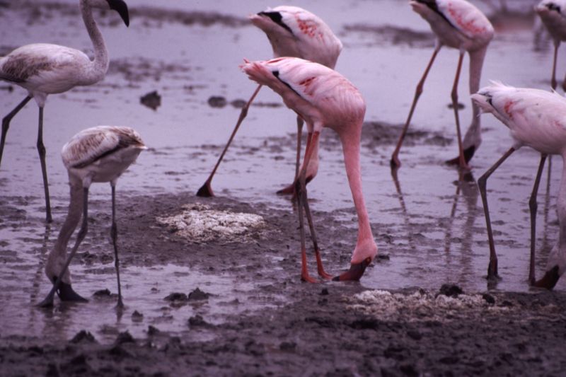 Fichier:Flamingos Feeding.jpg