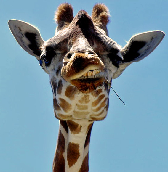 Fichier:Girafe - portrait.jpg