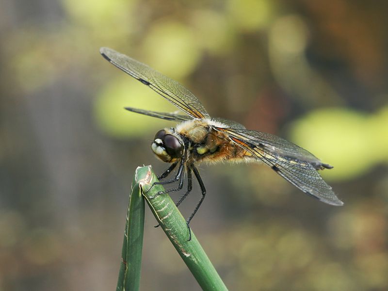 Fichier:Dragonfly macro.jpg