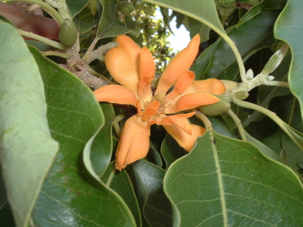 Fichier:Magnolia (Michelia champaca).jpg