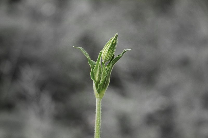 Fichier:Bourgeon de Compagnon blanc (Silene latifolia) photographié dans l'Aisne (desat).jpg