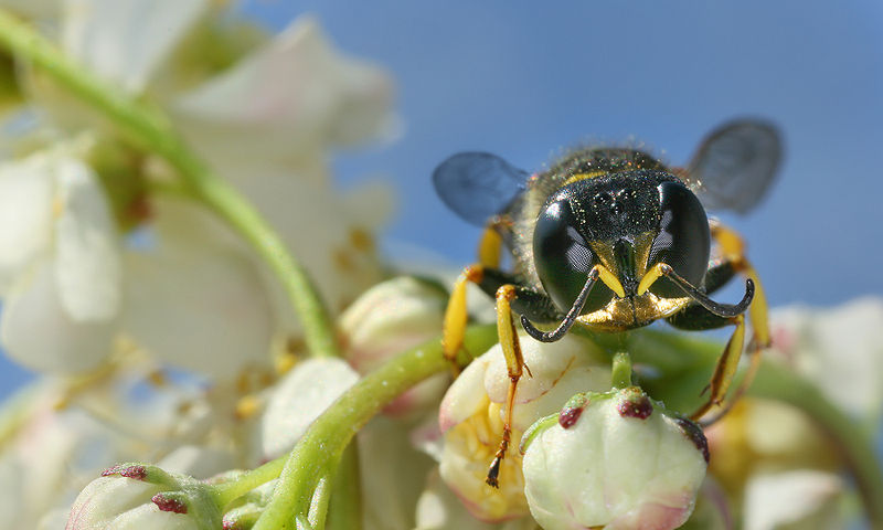 Fichier:Hymenoptera front.jpg