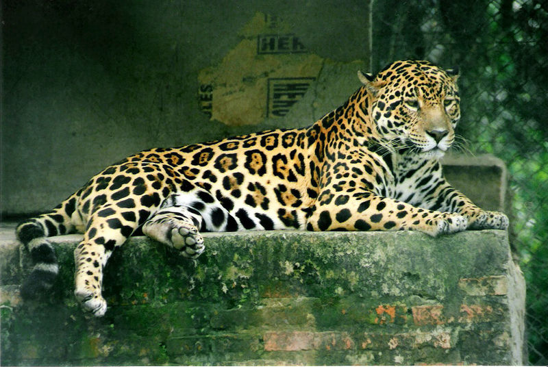 Fichier:Panthera onca.jpg