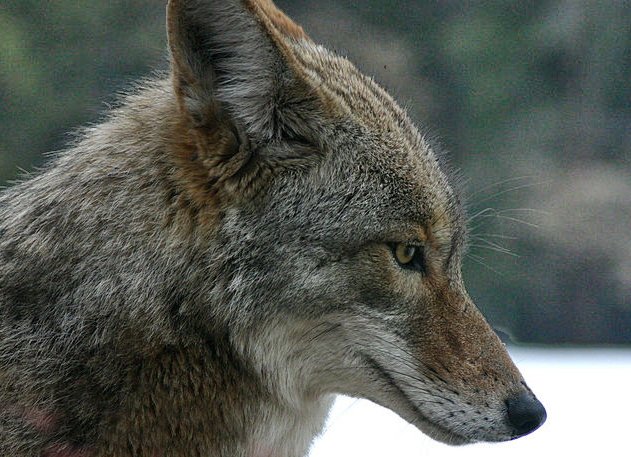 Fichier:Coyote portrait.jpg
