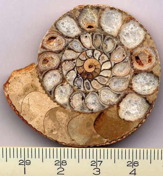 Fichier:Ammonite section.JPG