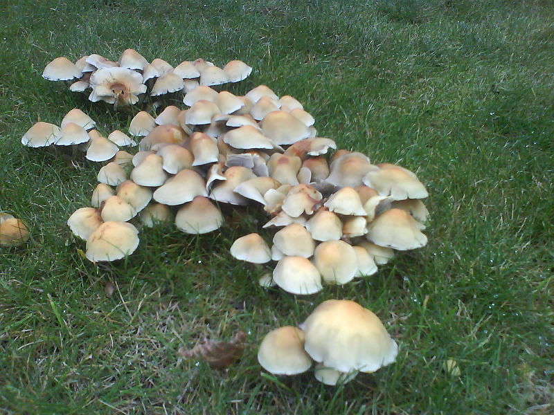 Fichier:Fungi in Heaton Park.JPG