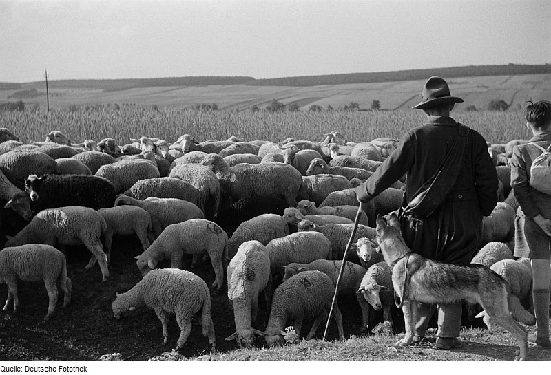 Fichier:Berger avec moutons.jpg