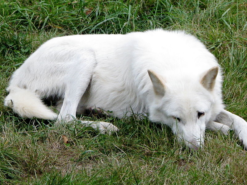 Fichier:Loup de Vancouver (Canis lupus crassodon).JPG